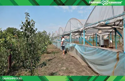 10 соток теплиц под огурцы | Гавриш