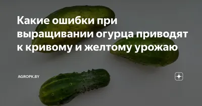 Какие ошибки при выращивании огурца приводят к кривому и желтому урожаю |  Agropk.by | Дзен