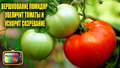 ВЕРШКОВАНИЕ ПОМИДОР УВЕЛИЧИТ ТОМАТЫ И УСКОРИТ СОЗРЕВАНИЕ - YouTube