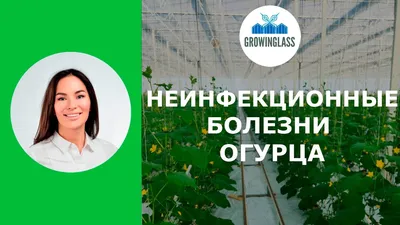 Какие ошибки при выращивании огурца приводят к кривому и желтому урожаю |  Agropk.by | Дзен
