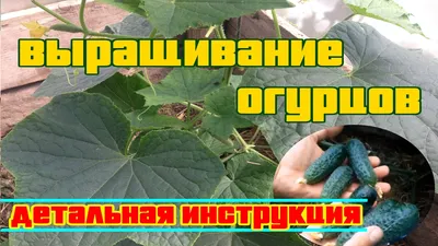 Томат Смуглянка семена - купить семена с доставкой по России и  Екатеринбургу - интернет магазин семян Томаты Помидоры