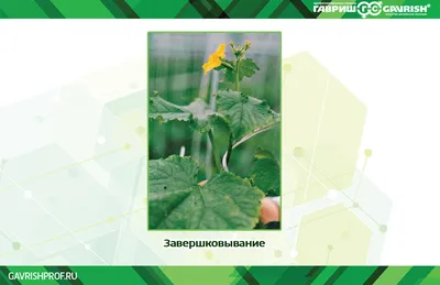 Ожоги и нарушение формы огурцов: корнепад, некрозы и прочее | ГавришПроф |  Дзен