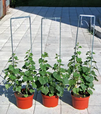 Можно ли выращивать огурцы и помидоры под одной крышей? - ᐉ Можно ли  выращивать огурцы и помидоры под одной крышей? - «Блог Флориум.юа» 2024