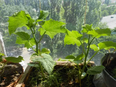 Самый удобный способ посадки огурцов | D-garden | Дзен