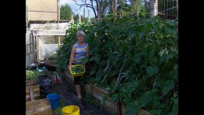 Делаем огород, 7 часть.156 кг огурцов!!!Огурцы на вертикальной  опоре.Garden. - YouTube