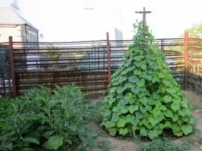 Вертикальные грядки для зелени | naidy-garden.ru