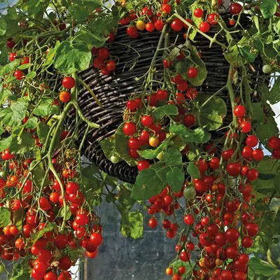 Красивая грядка: 18 способов украшения огорода - Organic Mix