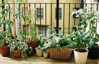 Вертикальные грядки для зелени | naidy-garden.ru