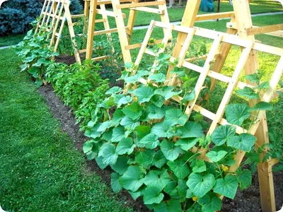 Как сделать грядку для огурцов | Diy garden trellis, Cucumber trellis,  Garden trellis