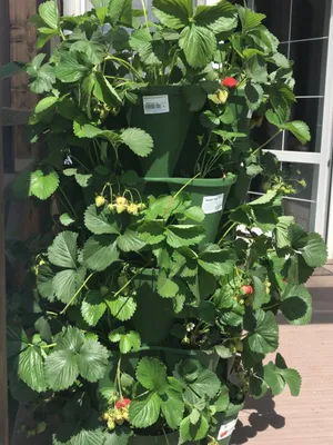 Удобные грядки: 5 простых решений | Agro-Market
