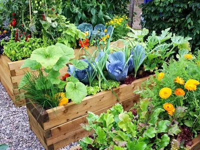 Красивая грядка: 18 способов украшения огорода - Organic Mix