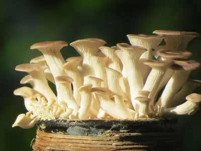 Вешенки и Шиитаке: технология выращивания грибов из мицелия на пнях