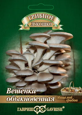 Центр Минска,рядом комаровка,на старом тополе, вешенки облюбовали  жилплощадь,снизу уже все срезаны,вверху не достали | ВКонтакте