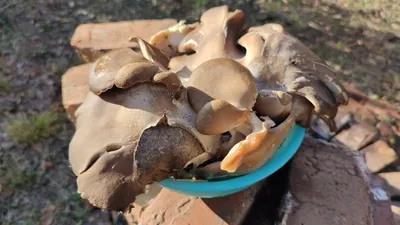 Какие грибы собирать в мае в Новосибирской области, вешенка легочная,  серно-желтый трутовик, майская рядовка 2022 года - 14 мая 2022 - НГС