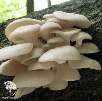 Pleurotus pulmonarius, Вешенка легочная