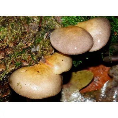 Вешенки. Зимние грибы — УсадьбА