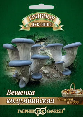 Самарцы начали ходить за грибами с топором, пилой и лестницей – Новости  Самары и Самарской области – ГТРК Самара