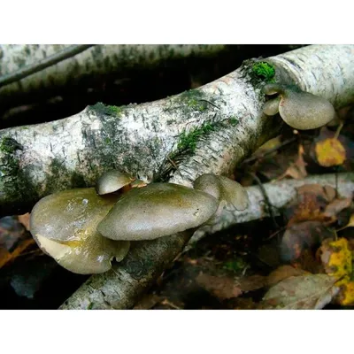 Купить Мицелий Вешенки осенней (Pleurotus salignus), 120 г