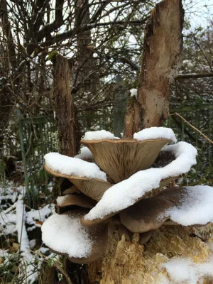 Купить Мицелий Вешенки осенней (Pleurotus salignus), 120 г