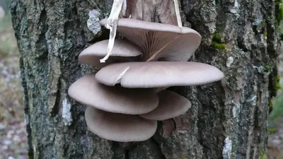 Вешенка обыкновенная (Pleurotus ostreatus) – Грибы Сибири