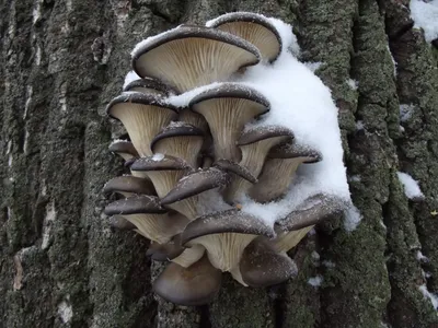 Как выращивать грибы в домашних условиях: инструкция для выращивания белых  грибов, шампиньонов