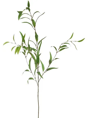 Ива пепельная (Salix cinerea). Ветка ивы во время цветения Stock Photo |  Adobe Stock