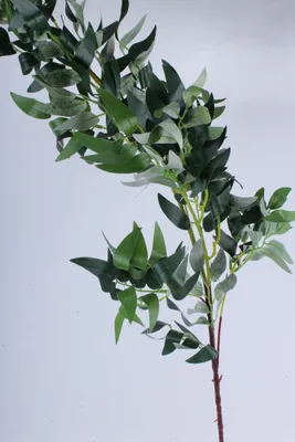 Зеленая ветка ивы с листьями, выделенными акварелью на белом фоне.  Нарисованная от руки пасхальная иллюстрация. Искусство для дизайна - Ozero  - российский фотосток
