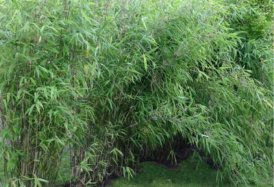 Купить семена Бамбук листоколосник золотистожелобчатый. Phyllostachys  aureosulcata. | Семена и саженцы Анатолия Орлова