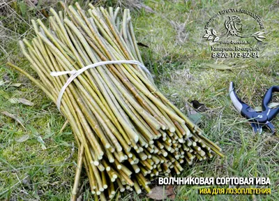 Лозоплетение: черенки сортовой ивы для плетения корзин