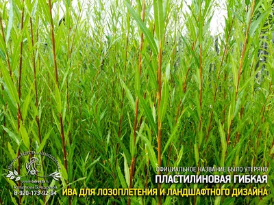 Лозоплетение: черенки сортовой ивы для плетения корзин