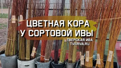 Плетение живых беседок из ивы | Блог самостройщика | Дзен