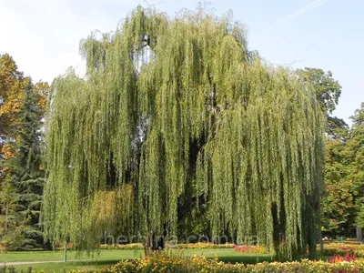 Ива золотистоволосистая (Salix sepulcralis)