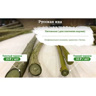 Ива, другие виды и сорта | Ива | Лиственные деревья | Каталог растений |  CАДиК