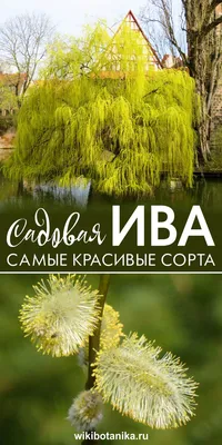 Ива, другие виды и сорта | Ива | Лиственные деревья | Каталог растений |  CАДиК