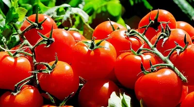 Различные виды томатов и что с ними делать | Польза и вред | Дзен