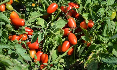 Топ-13 морозоустойчивых сортов и гибридов томатов разных сроков созревания  | AgroMarket интернет магазин семян