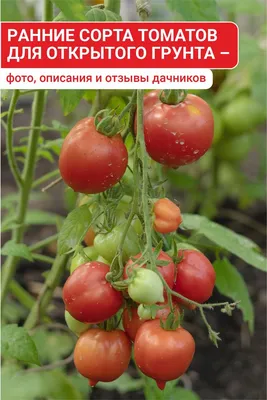 Эстонским селекционерам удалось вывести оранжевые сорта помидоров | Эстония  | ERR