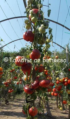 Лучшие сорта помидоров – растут размером с кулак. | OBOZ.UA