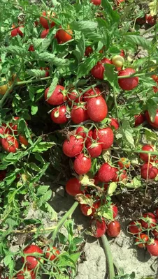 ассортимент помидоров различных сортов помидоров Стоковое Фото -  изображение насчитывающей ландшафт, ингридиенты: 228340294