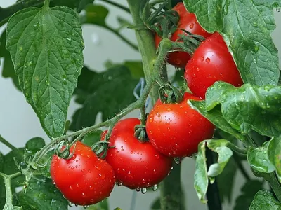 Томаты Сибирский сад томаты Сибирская коллекция - купить по выгодным ценам  в интернет-магазине OZON (827285392)