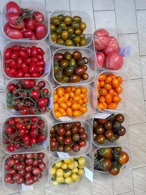Итальянские сорта помидоров – Форум об Италии