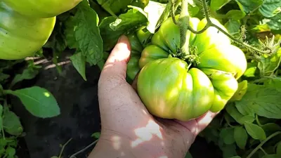 Выбираем из 25 томатов для открытого грунта – очень важно учитывать высоту  куста! | Флористикс Инфо | Дзен