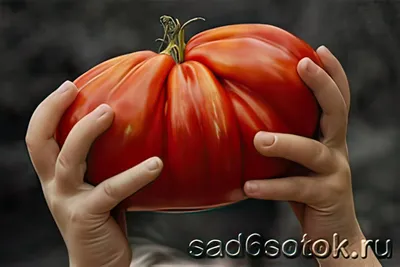 САМЫЕ ВКУСНЫЕ СЛАДКИЕ ТОМАТЫ (лучшие сорта томатов) - YouTube