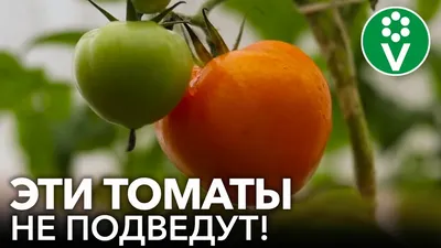 Выбираем самые урожайные сорта помидор для различного употребления