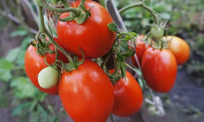 Три сорта томатов для ленивых — не нужны подкормки, подвязки, ветки  облеплены помидорами
