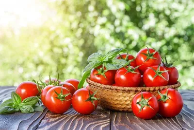 Когда сажать помидоры на рассаду: лучшие, урожайные, крупноплодные сорта  томатов для теплицы, низкорослые томаты для теплицы - 12 марта 2023 - НГС24