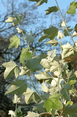 Тополь дельтовидный, populus deltoides