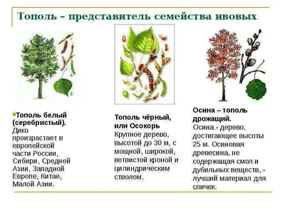 Тополь дрожащий в Экспозиции экосистем на ВДНХ