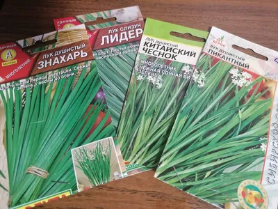 6 простых шагов, как вырастить зеленый лук дома — Ozon Клуб