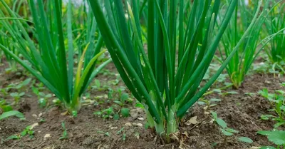 Семена лука Вулкан купить в Украине | Веснодар